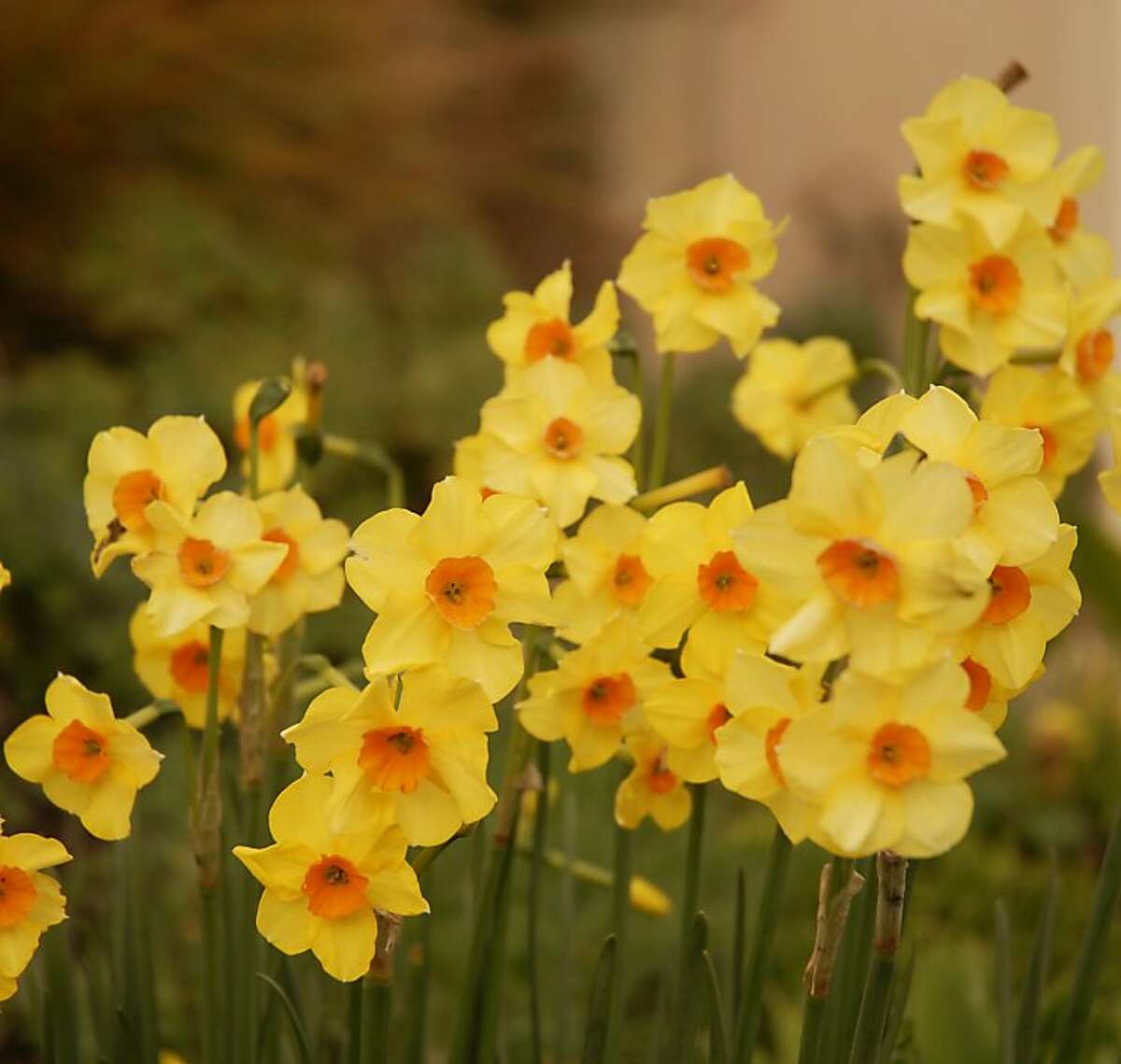 What makes some daffodils 'blind'?