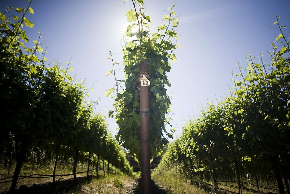 Saugivnon Blanc grapes grow on the vine in the Bennett Valley winegrowing area in Santa Rosa.