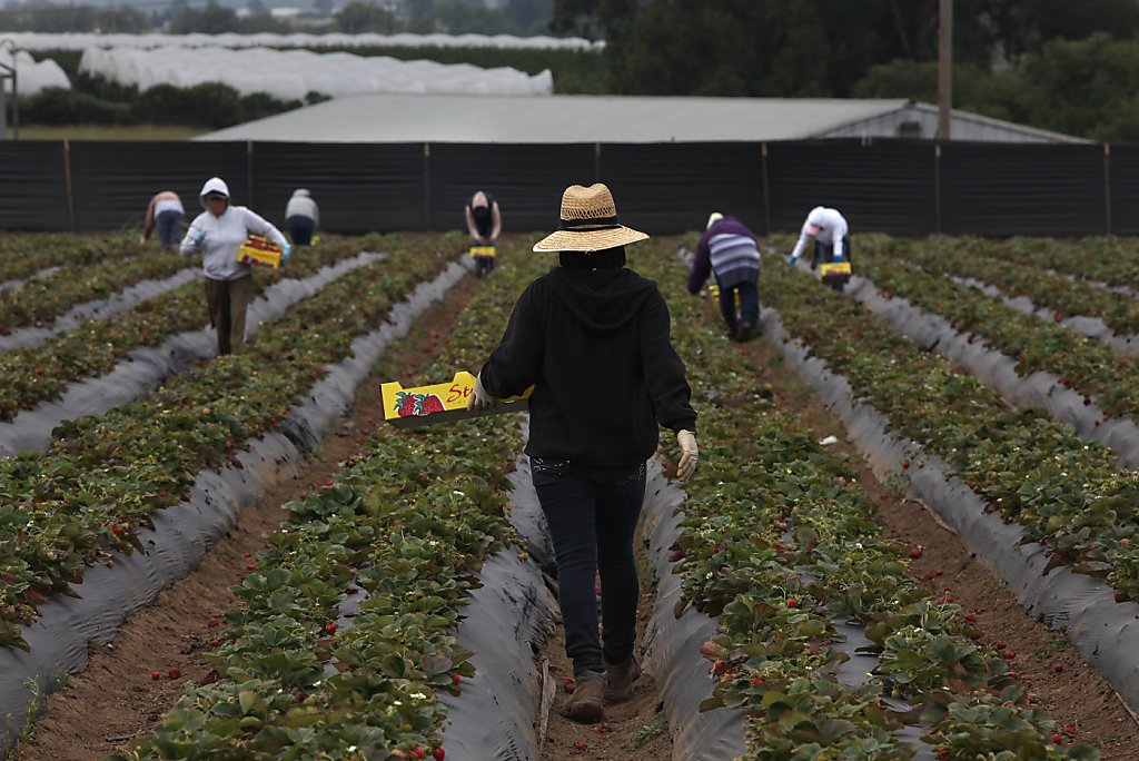 Growing passion drives small organic farm