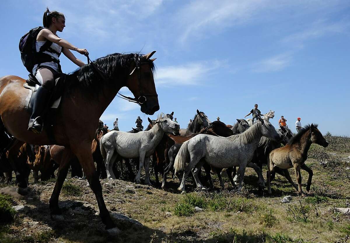 annual-round-up-of-wild-horses-in-spain