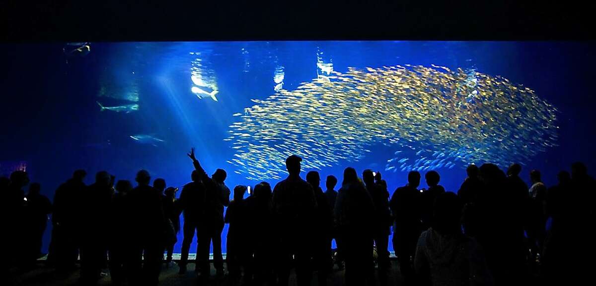 8 don't-miss creatures at the Monterey Bay Aquarium