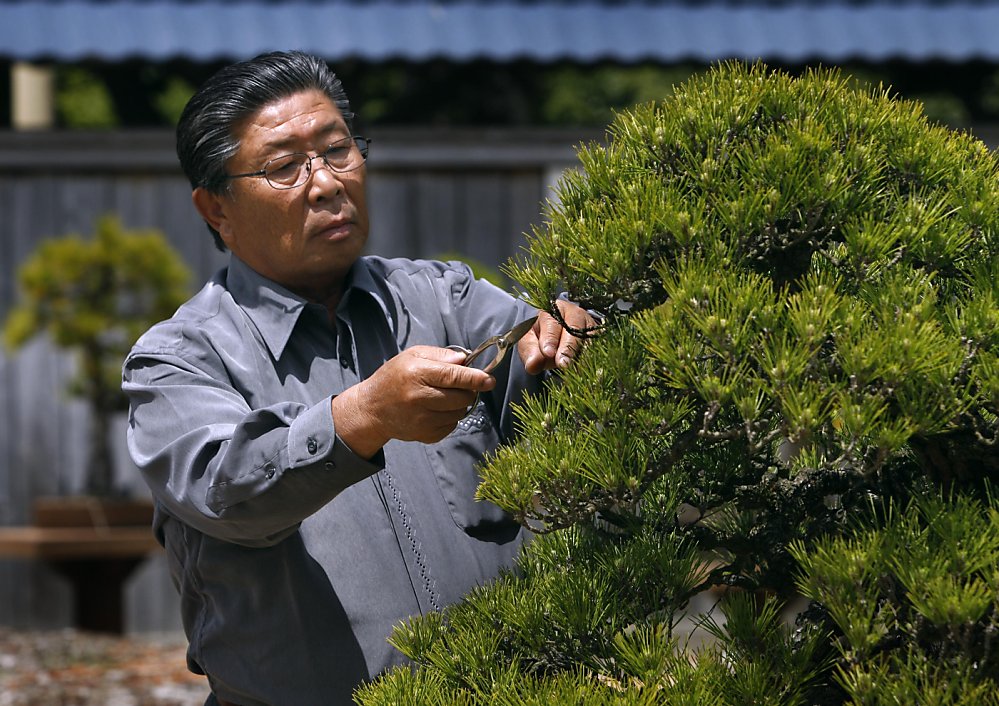 Bonsai Master Teaches Old Trees New Tricks Sfgate
