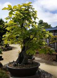 Bonsai Master Yasuo Mitsuya Visits Oakland Garden Sfgate