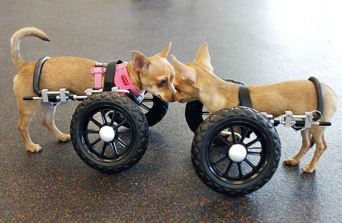Six-month old Chihuahua puppies born without front legs, are fitted with  wheels