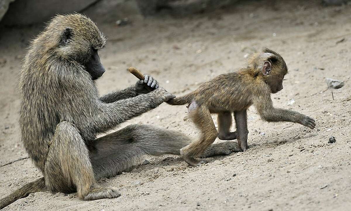A baboon holds the tail of a young baboon at the Zoom zoo in Gelsenkirchen, western Germany on June 11, 2011. As highly social animals, baboons can communicate with each other in many ways, such as through posture and facial expressions, but alsoby sound and body contact.