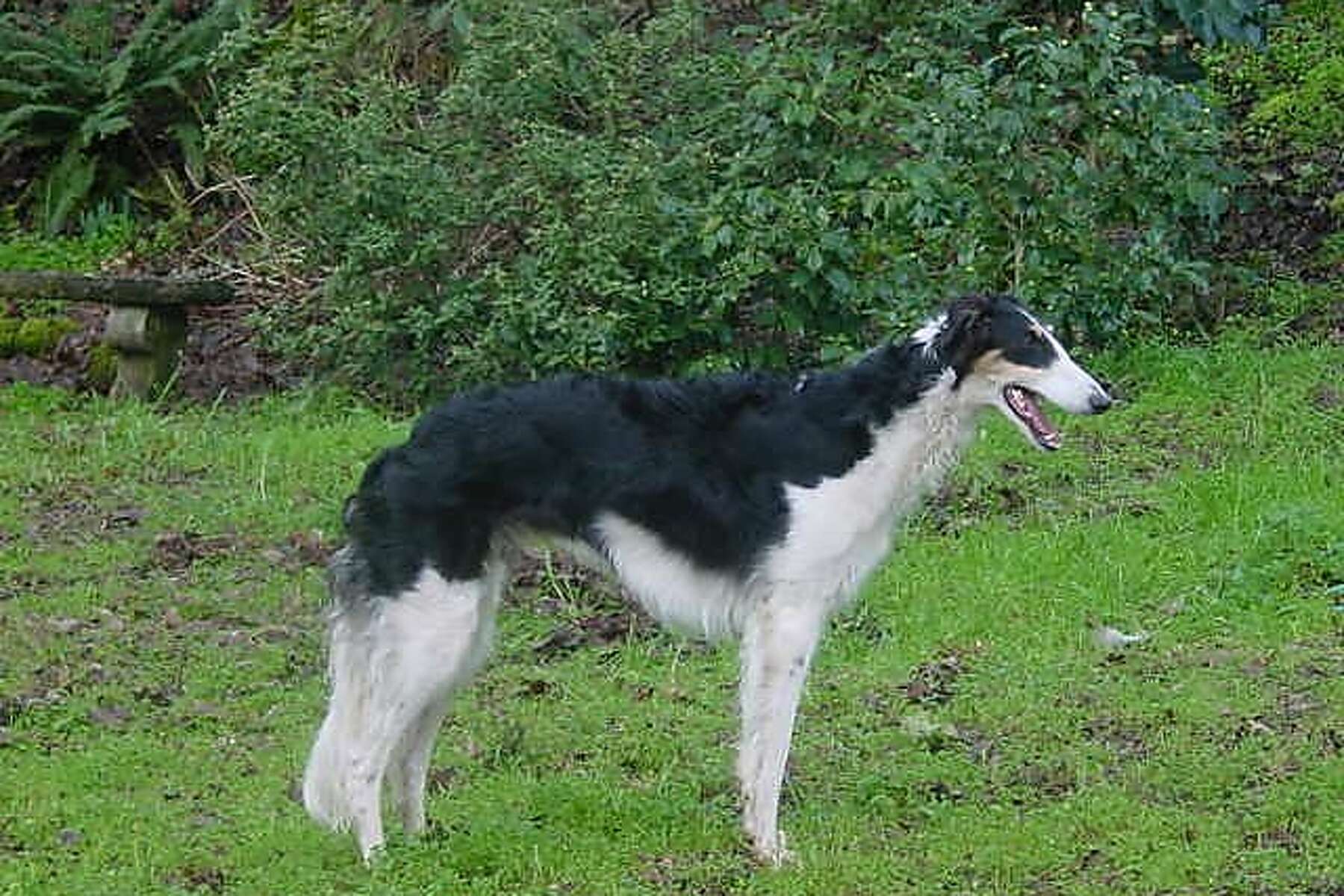 Are Dogs Really 7 Years Older