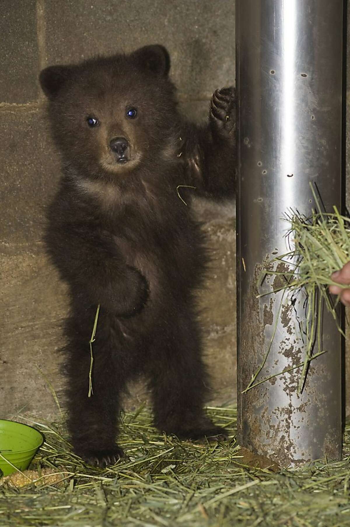 Маленький Медвежонок