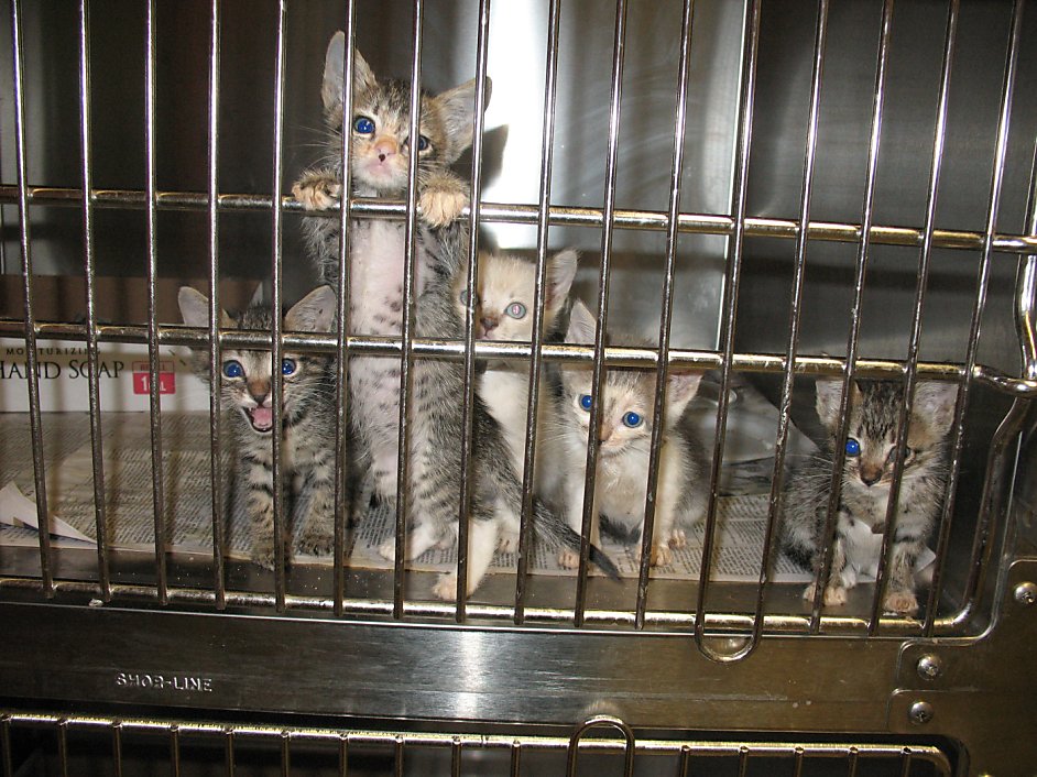 Let's stop neglect, abuse at animal shelters