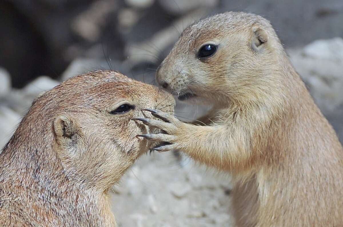 A small Prairie dog (R) seems to kiss an older one at the zoo in Hanover on May 26, 2011, where four young prairie dogs live in a family of 16 in the so-called "Yukon Bay" enclosure of the zoo. AFP PHOTO / JOCHEN LUEBKE GERMANY OUT (Photo credit should read JOCHEN LUEBKE/AFP/Getty Images)