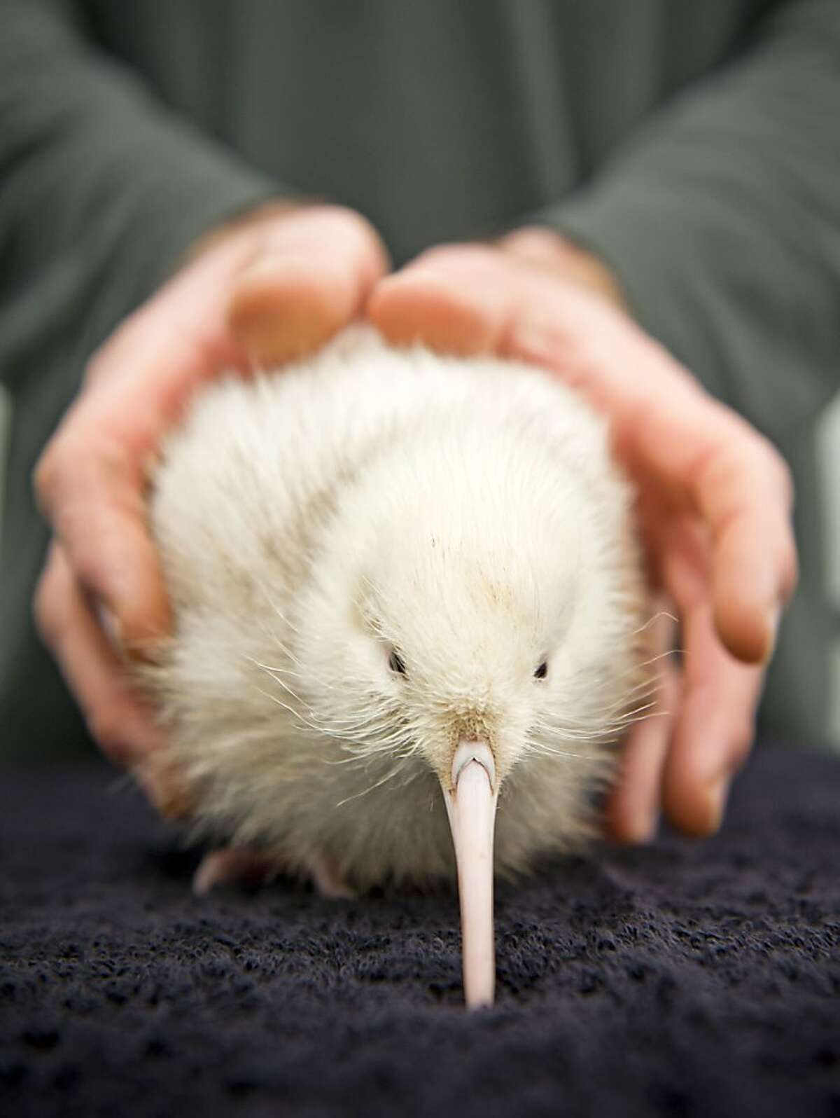 In this May 22, 2011 photo provided by the Pukaha Mount Bruce National Wildlife Centre Thursday, May 26, 2011, a rare white kiwi chick is seen three weeks after it hatched on May 1 in Wellington, New Zealand. The all-white kiwi, named 'Manukura' is believed to be the first white chick born in captivity. Kiwis are normally brown in color. Manukura is the thirteenth of fourteen kiwi chicks hatched at the wildlife center this season.