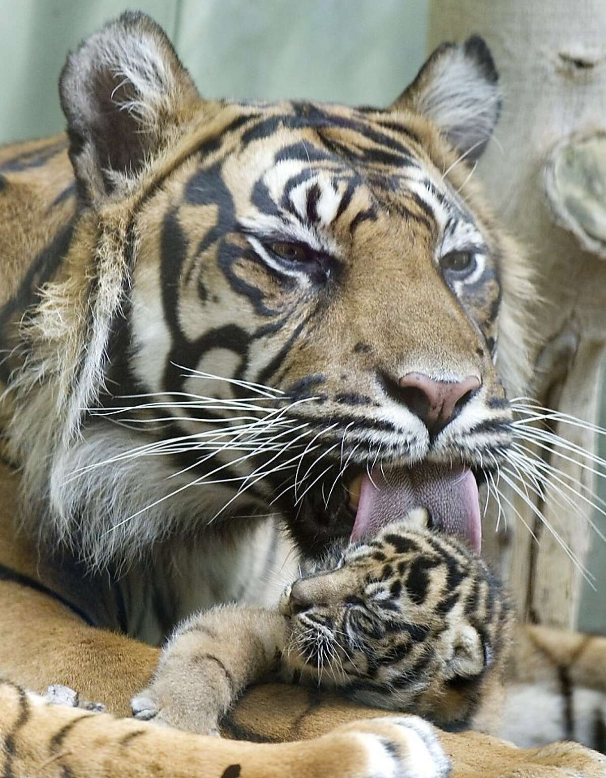 A Sumatran tiger named "Malea" cleans one of her cubs in their enclosure at the zoo in the central German city of Frankfurt am Main on May 25, 2011.