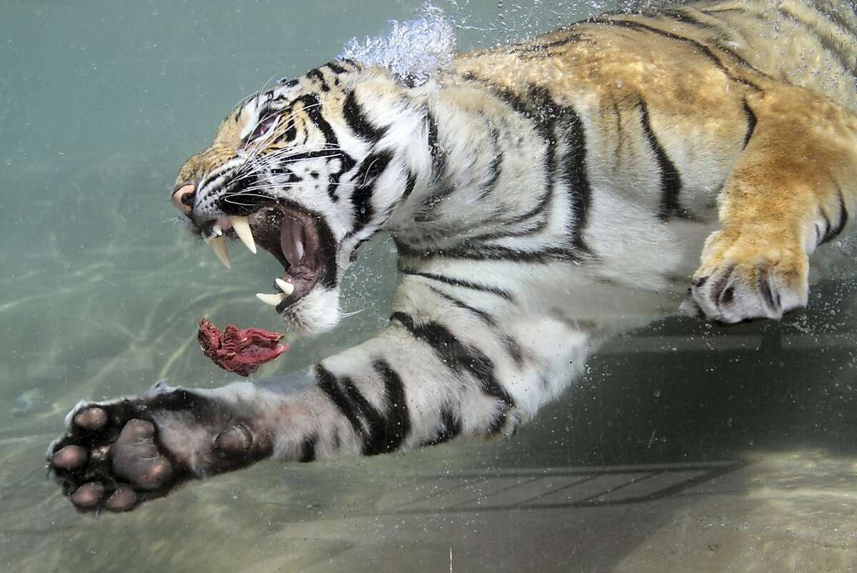 Species threatened by poaching