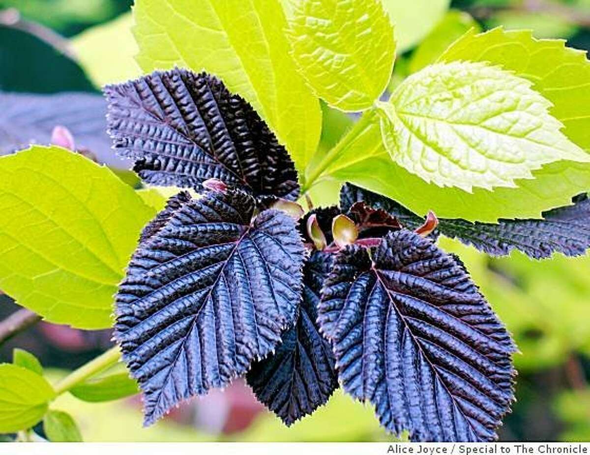 Don't shrug off these shrubs