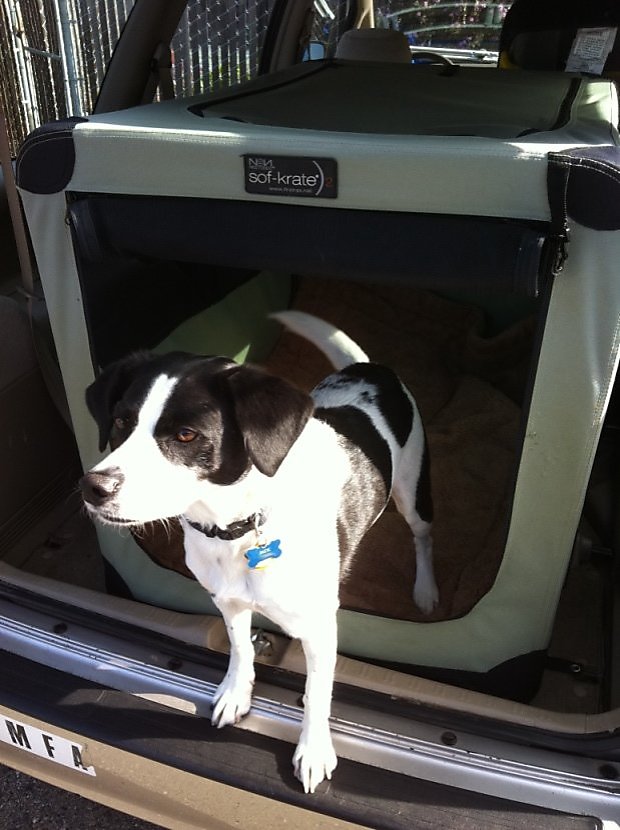 Five 'musthave' products for doglovers