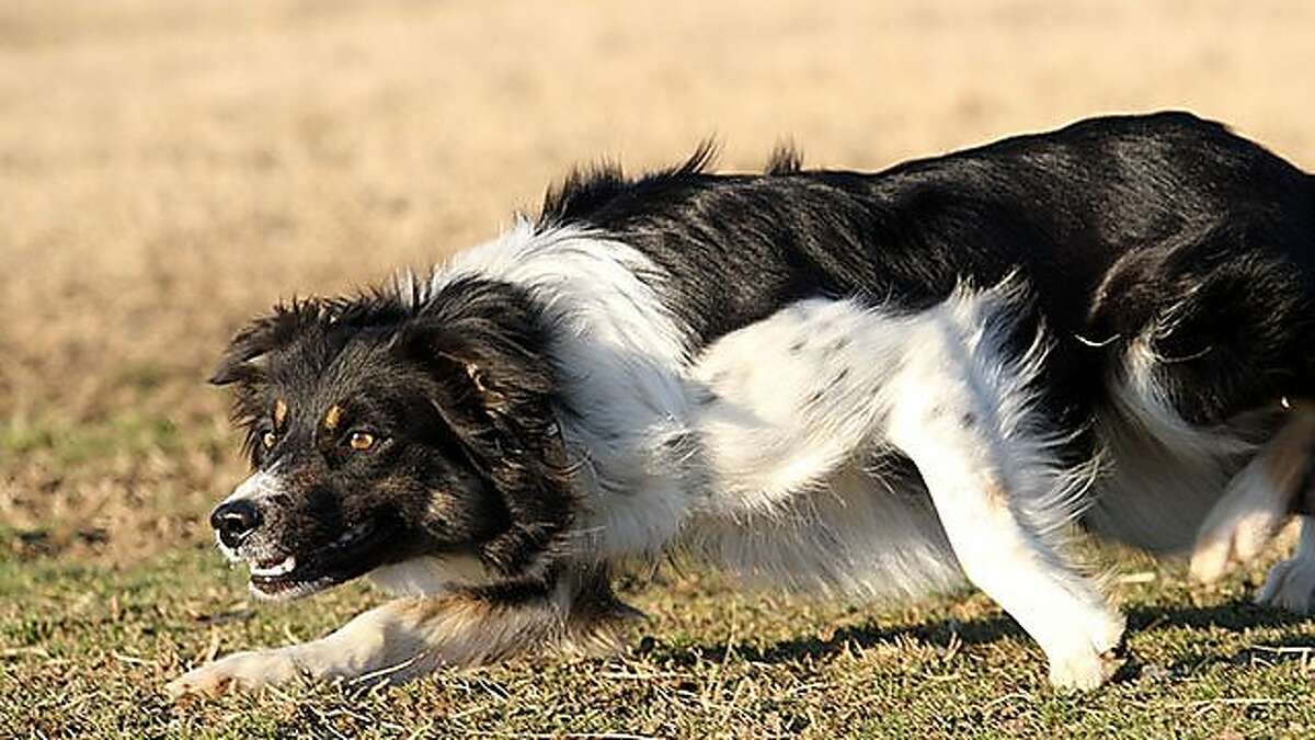 border collie working