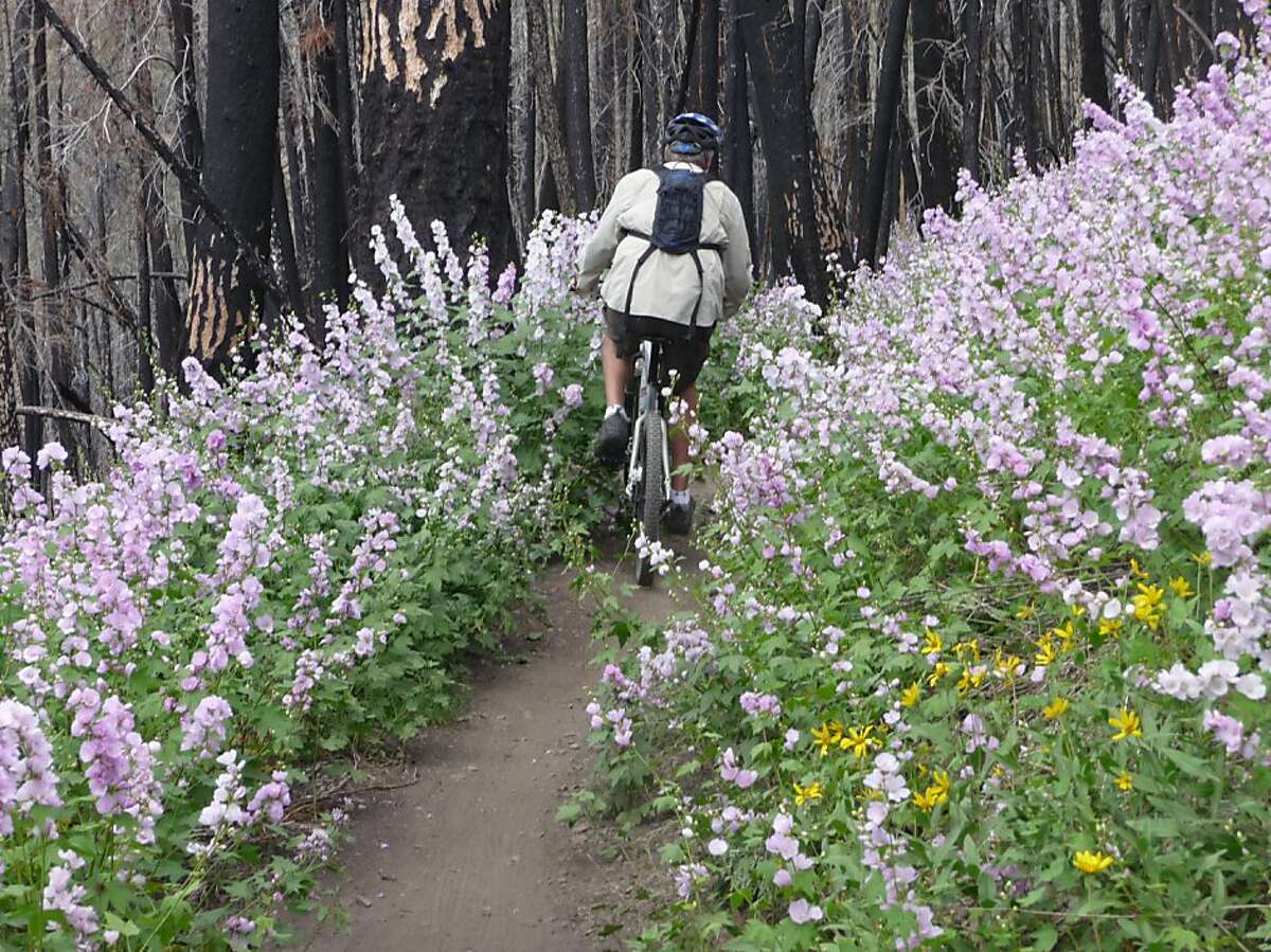 George Whitley of Richmond, Virginia pedals through the hollyhocks on Warm Springs Trail, Bald Mountain in Sun Valley.