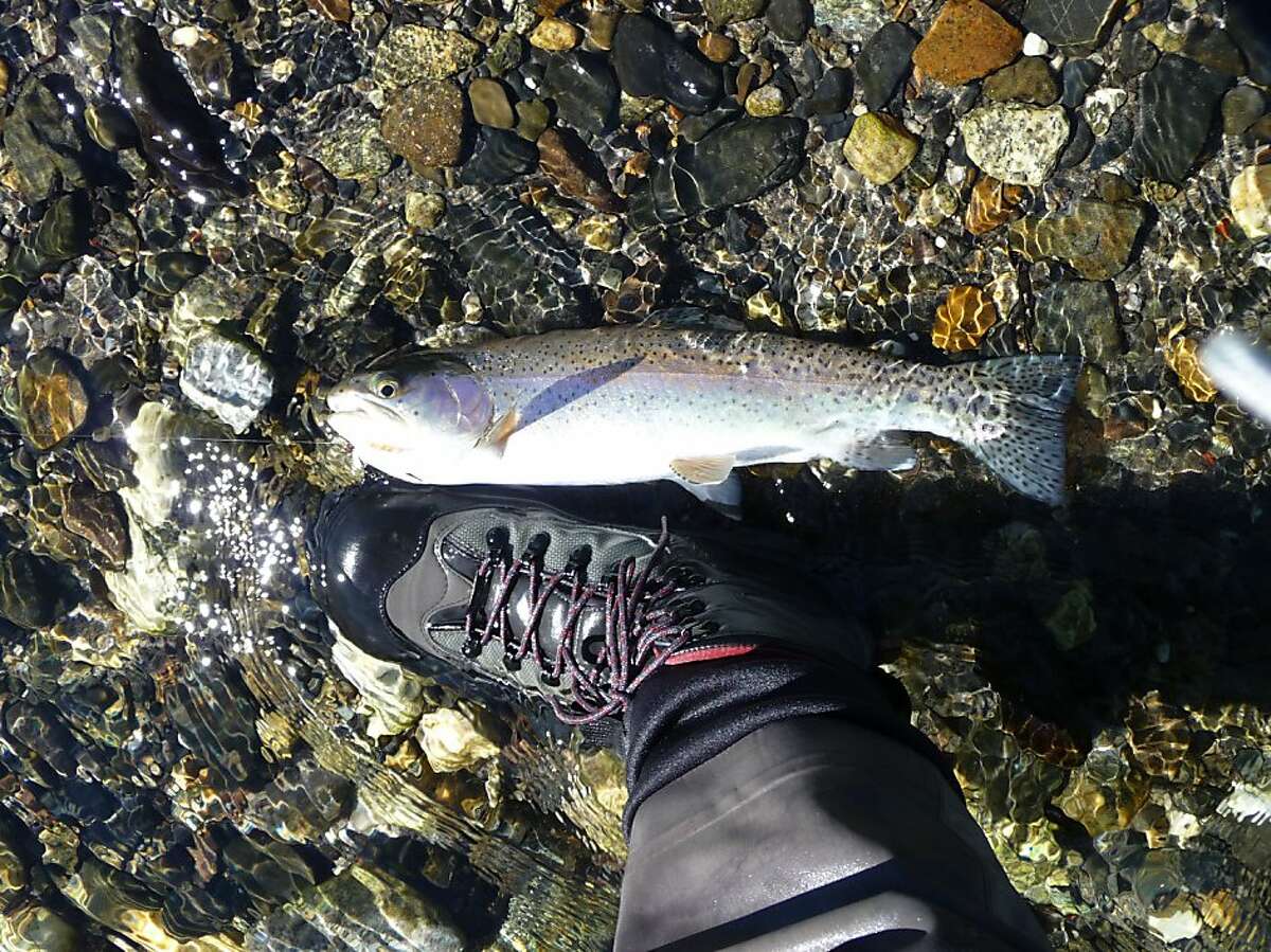 The first fish of the day, caught in Wild Horse Creek. Those wader boots are big, so this trout is about 18 inches long in Sun Valley.