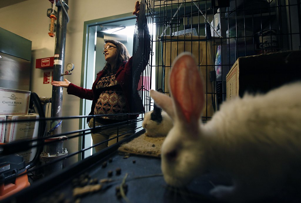 21 malnourished rabbits confiscated in Oakland CA SFGate
