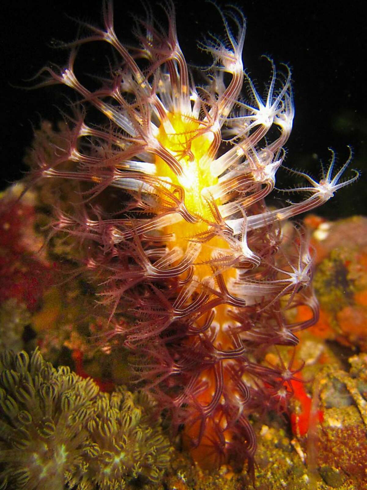 A colorful new species of the sea pen genus Veretillum. The animal is only seen at night, when it emerges from the sand and extends the star-like polyps to feed on microscopic plankton in the water.