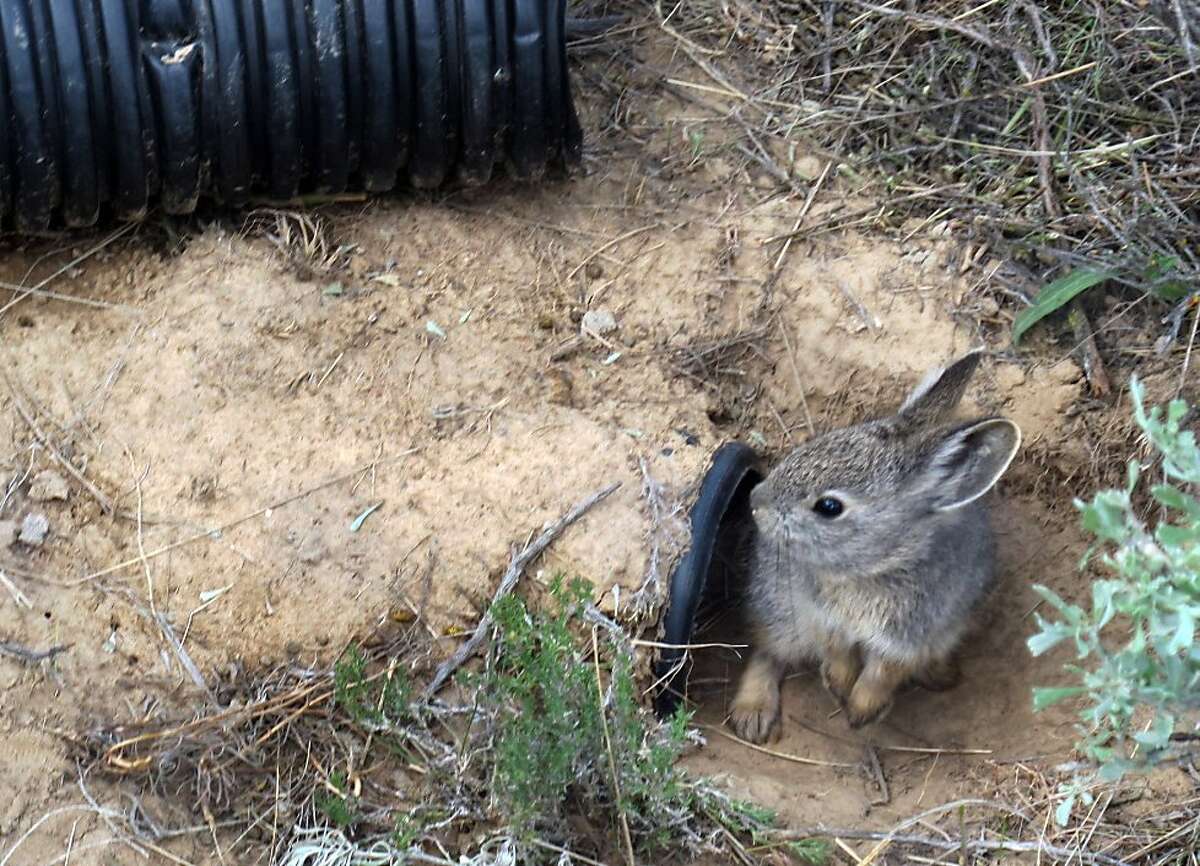 Final effort to save tiny rabbits from extinction