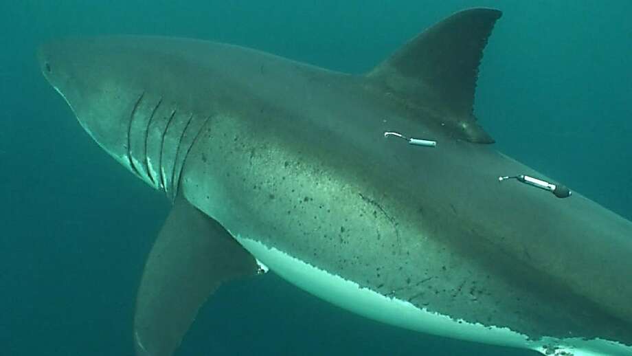 Great white shark stops swim from Golden Gate Bridge to Farallon