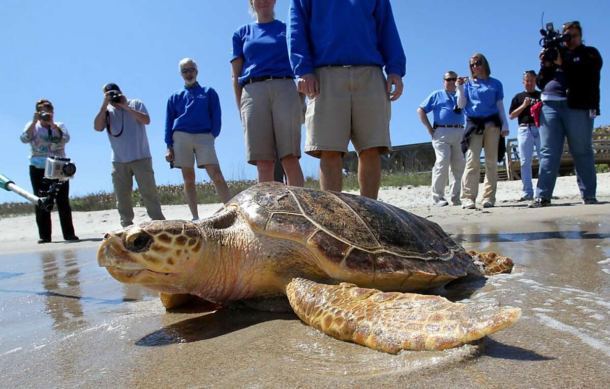 A small crowd watches as a hundred-pound Loggerhead turtle returns to the ocean at Canaveral National Seashore, during a release by SeaWorld Orlando, March 11, 2011. (Joe Burbank/Orlando Sentinel/MCT)