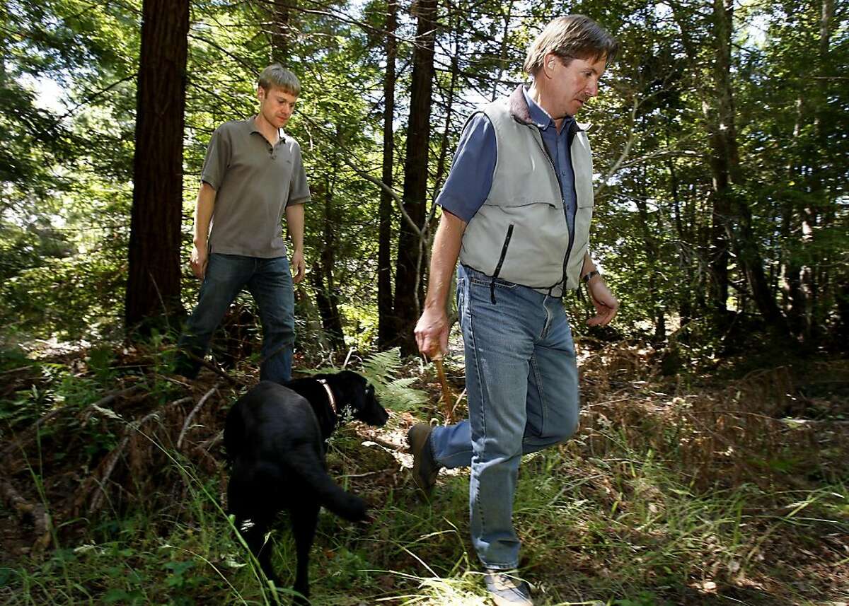 The Conservation Fund staffers Evan Smith, left, and Chris Kelly walk through an area of the Garcia River forest which has been carefully logged. Several California forests have been certified for use as carbon offsets as part of the effort against climate change. The Garcia River Forest, which is run by the nonprofit called The Conservation Fund, is one of the forests. Photo by Brant Ward / The Chronicle