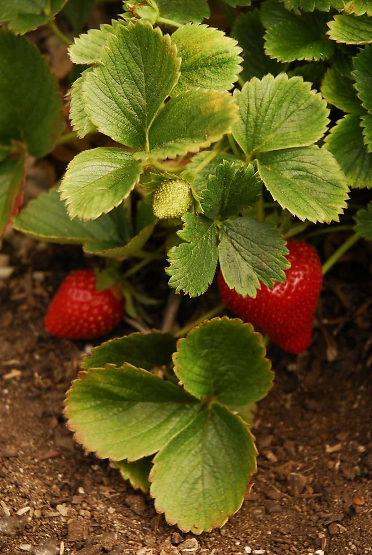 In cooler weather, strawberries may be firmer when ripe, but should be able to produce a good crop.