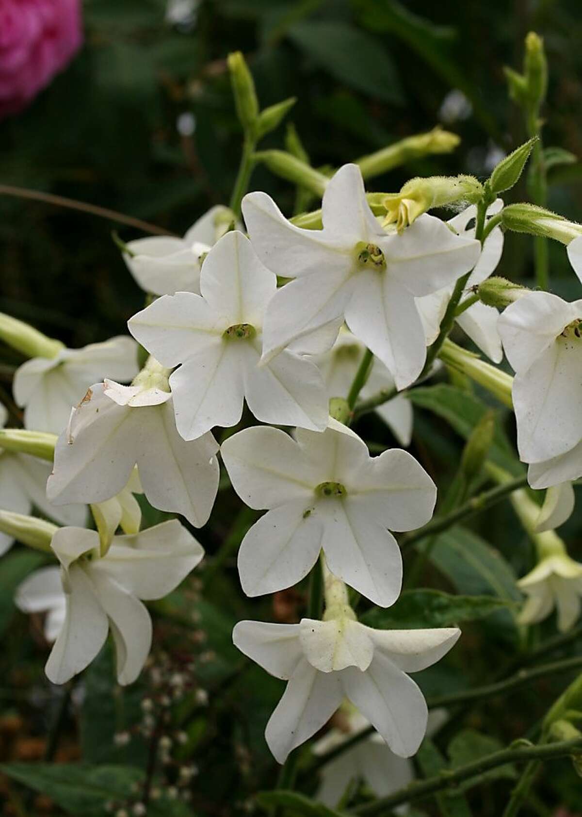 Какой душистый цветок. Табак душистый (Nicotiana alata). Табак крылатый (Nicotiana alata). Душистый табак Саратога. Табак благоухающая гавань.