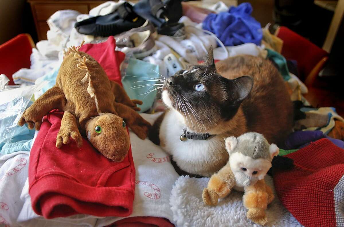 "Dusty" rests among the many items, on Friday June 17, 2011, that he has brought home over the years to his house in San Mateo, Ca. "Dusty" the cat has a habit of stealing and his owners have more than 600 items the cat has acquired over the past three years including, towels, shoes, bras, hats and many more items.