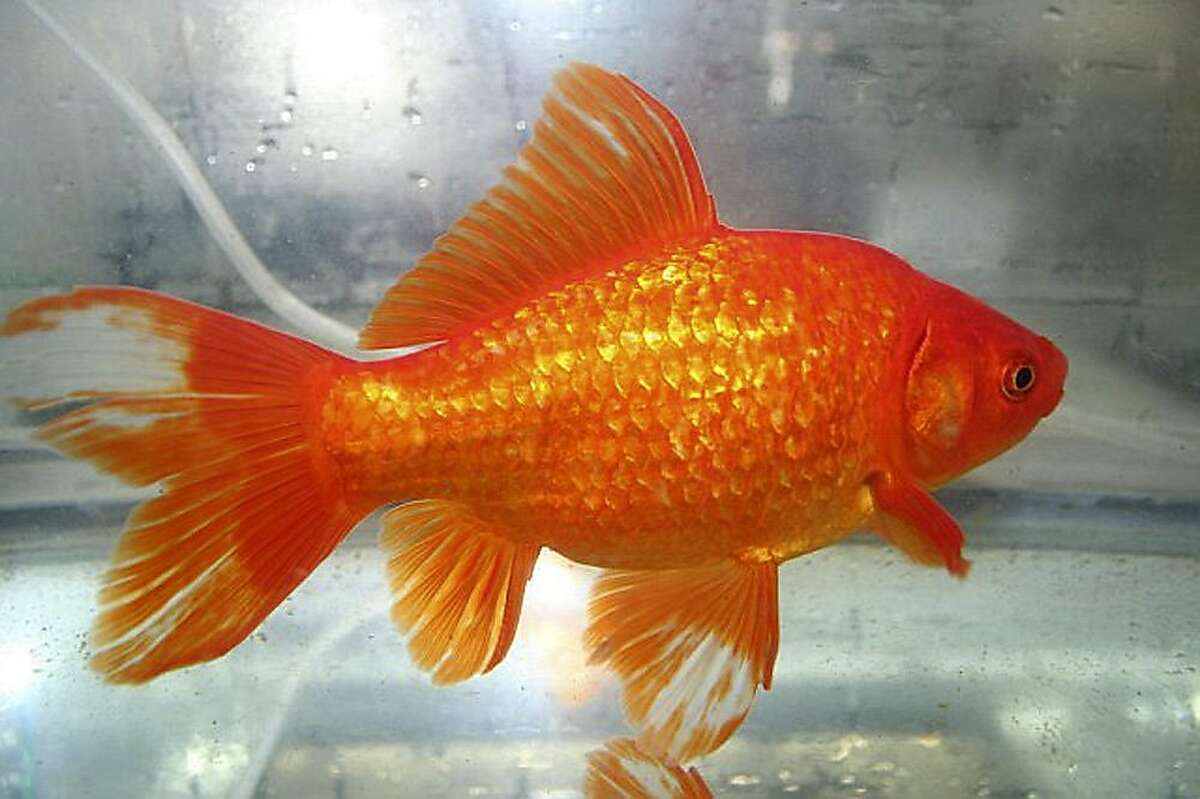 This undated photo courtesy of Peter Ponzio, president of the American Goldfish Association, shows a common goldfish. Ponzio's group of fish enthusiasts exists to provide information about goldfish and to provide judges for goldfish shows across the country, he said.