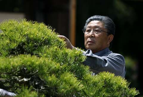 Bonsai Master Yasuo Mitsuya Visits Oakland Garden Sfgate