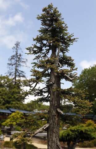 Bonsai Master Yasuo Mitsuya Visits Oakland Garden Sfgate