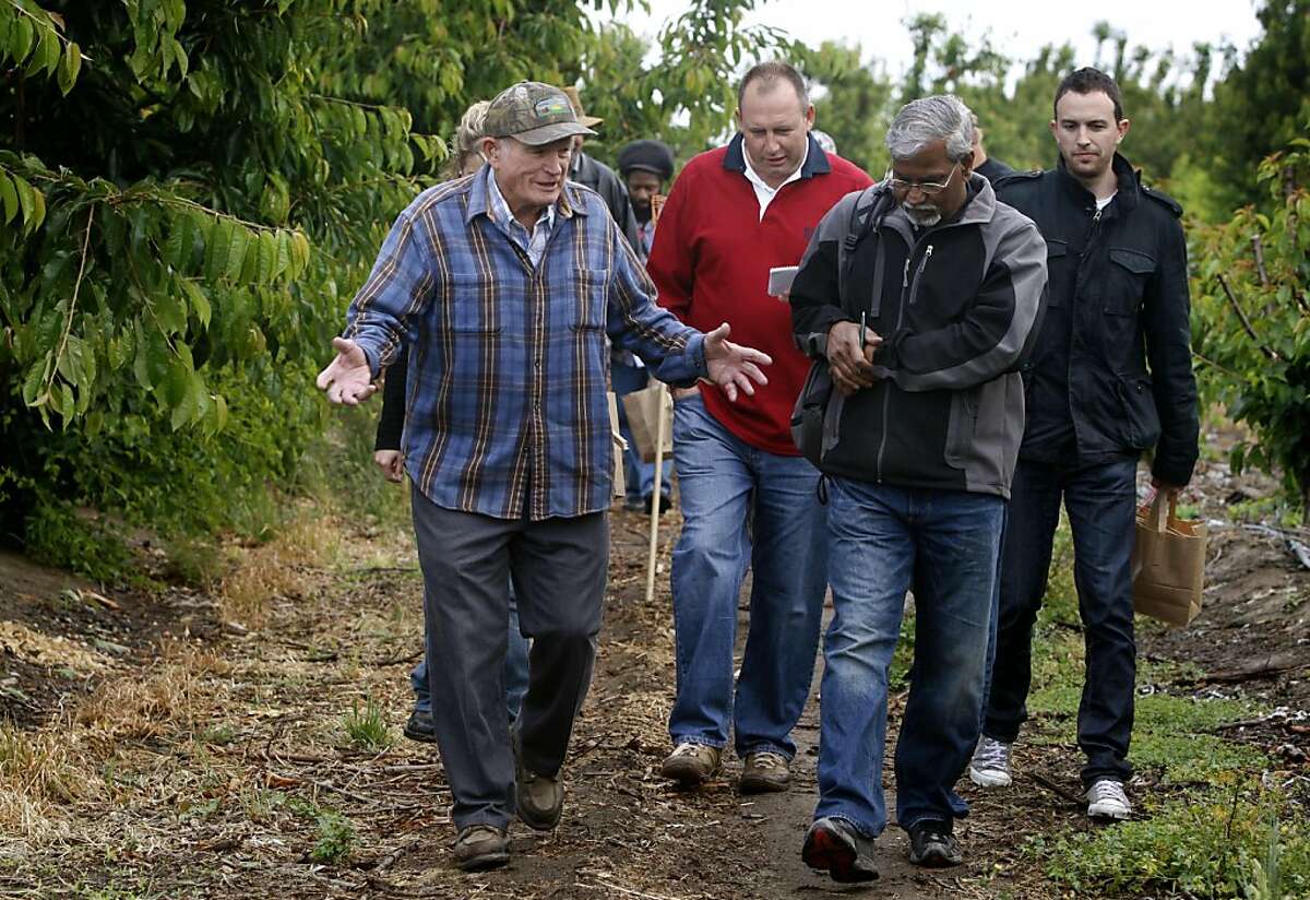 Floyd Zaiger (left) leads a weekly tour for farmers at his Zaiger Genetics nursery in Modesto, Calif. on Wednesday, May 18, 2011. As one of the nation's top fruit geneticists for the past several decades, Zaiger and his team has cross-bred varieties of stone fruits, to come up with the pluot, aprium, white peach, and many others.