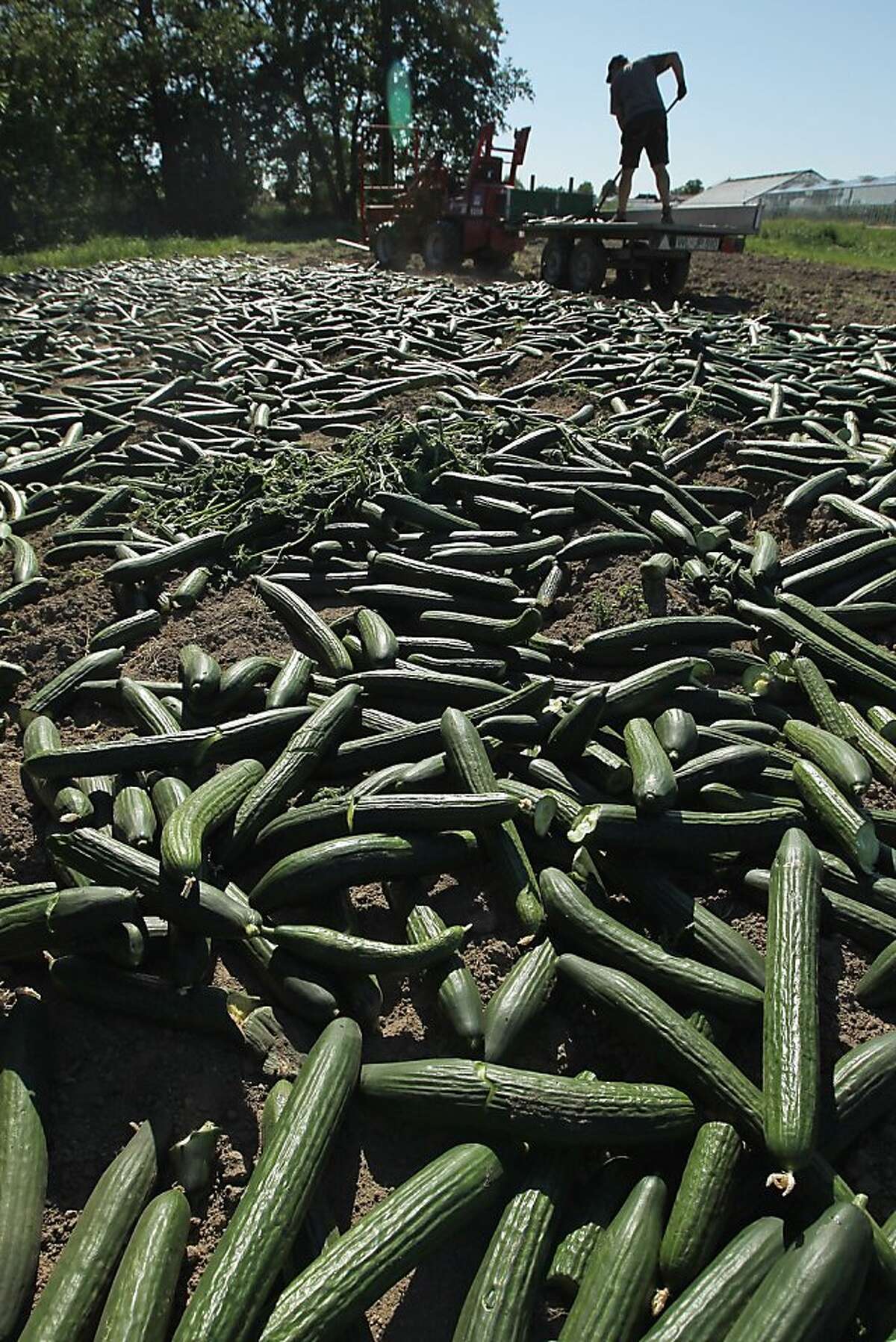 Swaggy Cucumber Leak: The Public'S Reaction - 3mpj4o6