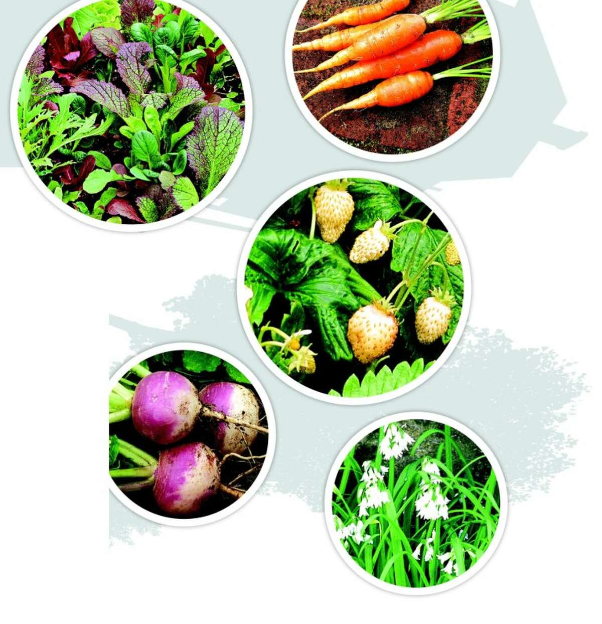 Best edibles to grow in shade in Bay Area