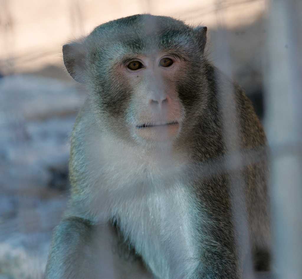 Dez Bryant apparently has a new pet monkey named Dallas