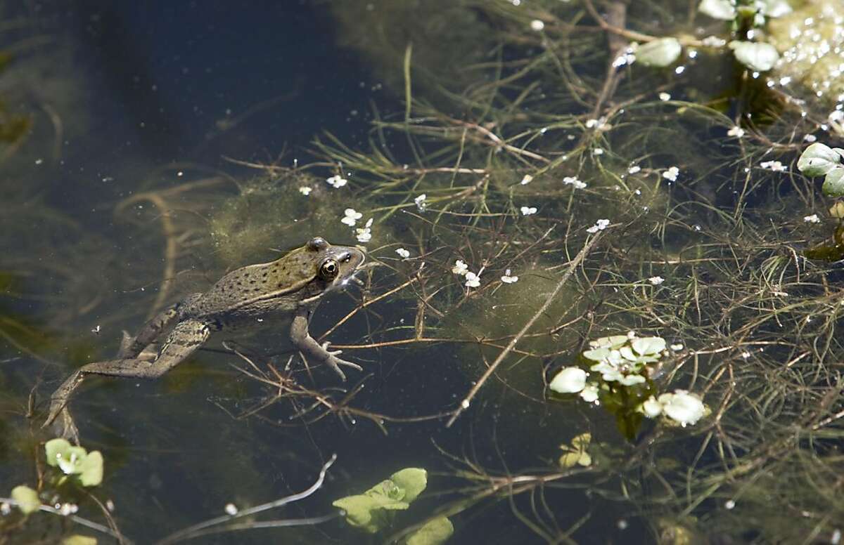 A California red-legged frog swims in a pond on Darrel Sweet's ranch in Livermore, Calif., on Thursday, May 26, 2011. Several threated species such as the frog have been attracted to the pond so Sweet has been working with conservationists to maintain the pond through programs that encourage ranchers and conservationists to work together.