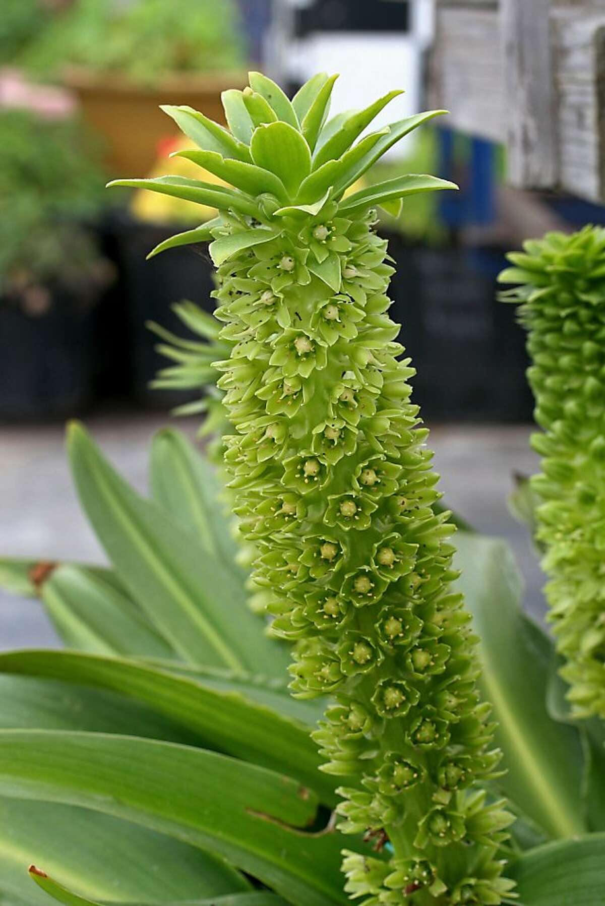 Pineapple lilies perk up oasis as foliage accent