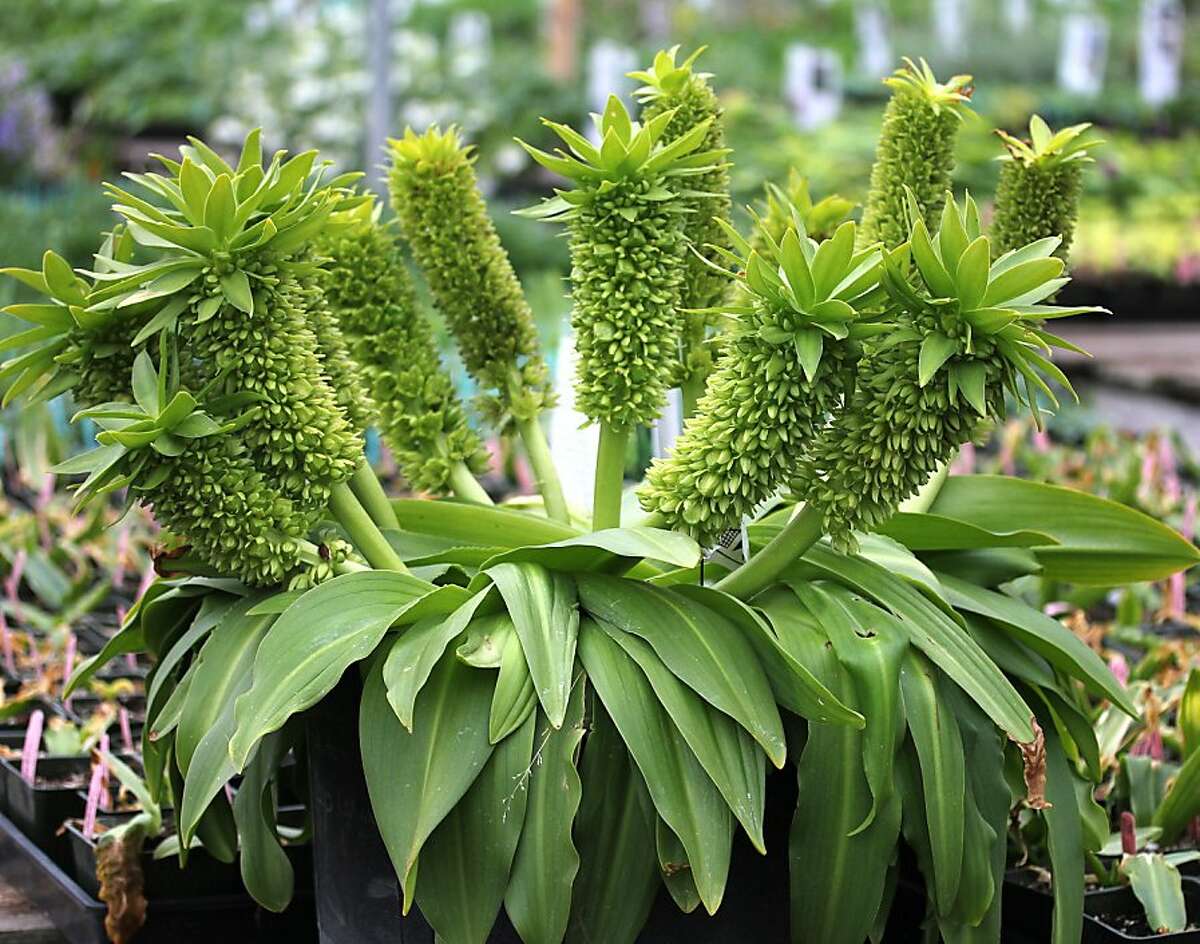 Pineapple lilies perk up oasis as foliage accent