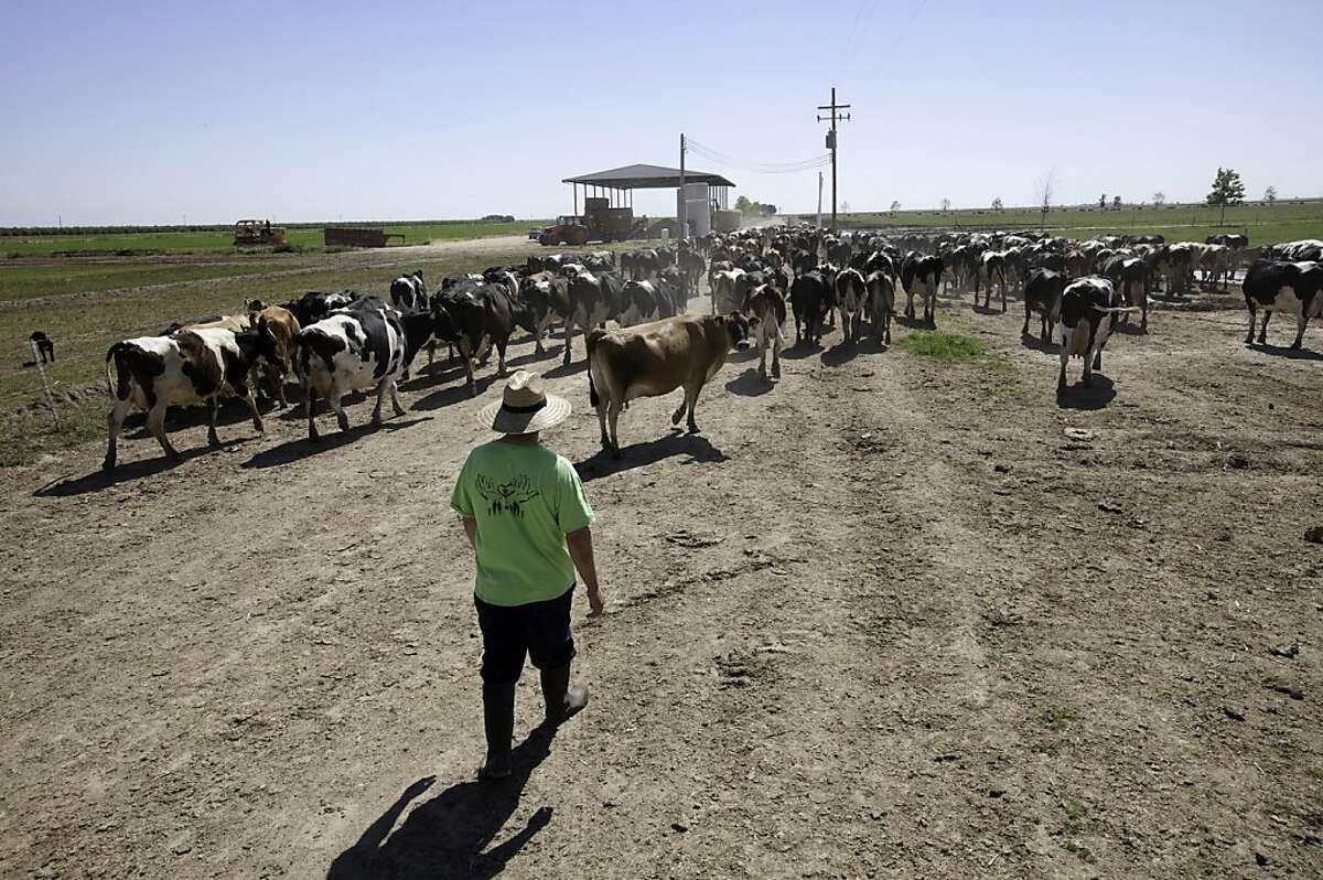 Fresno, CA--- Victor Hernandez walks some of the 375 dairy cows that are milked twice a day at the Organic Pastures Dairy which is the first raw milk dairy with certified organic pastureland in California. Raw milk producers have been scrutinized by the Food and Drug Administration which has been using SWAT teams, guns-drawn raids and other abusive tactics in its campaign against unpasteurized milk, a legal product in California and considered essential to high-quality cheeses, creams and other dairy products in Europe.
