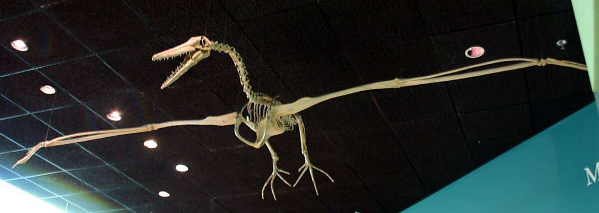A replica of a Pelagornis skeleton at the Smithsonian National Museum of Natural History. A rare fossil bird, found near Half Moon Bay, was one of the bony-toothed pelagornithids extinct for nearly 3 million years.