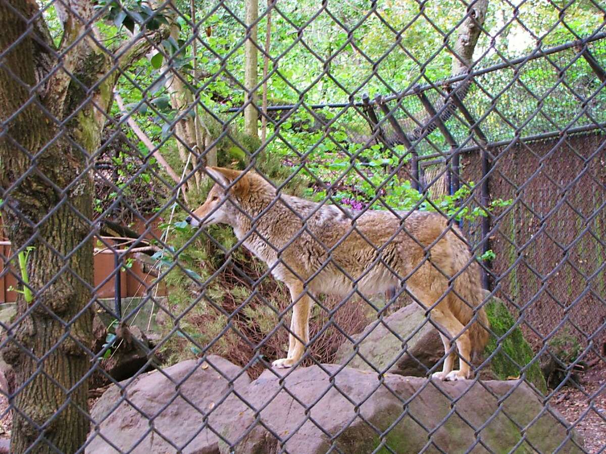 Sulphur Creek Nature Center, Hayward