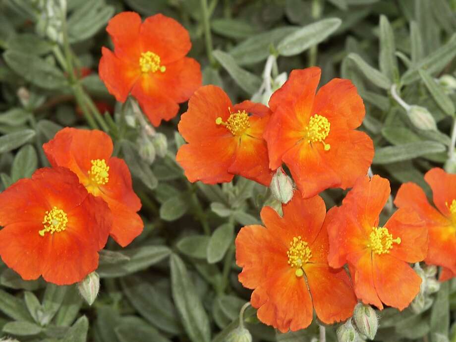 Sun Rose Or Helianthemum Good Ground Cover Sfgate Helianthemum Photo Martin Fletcher