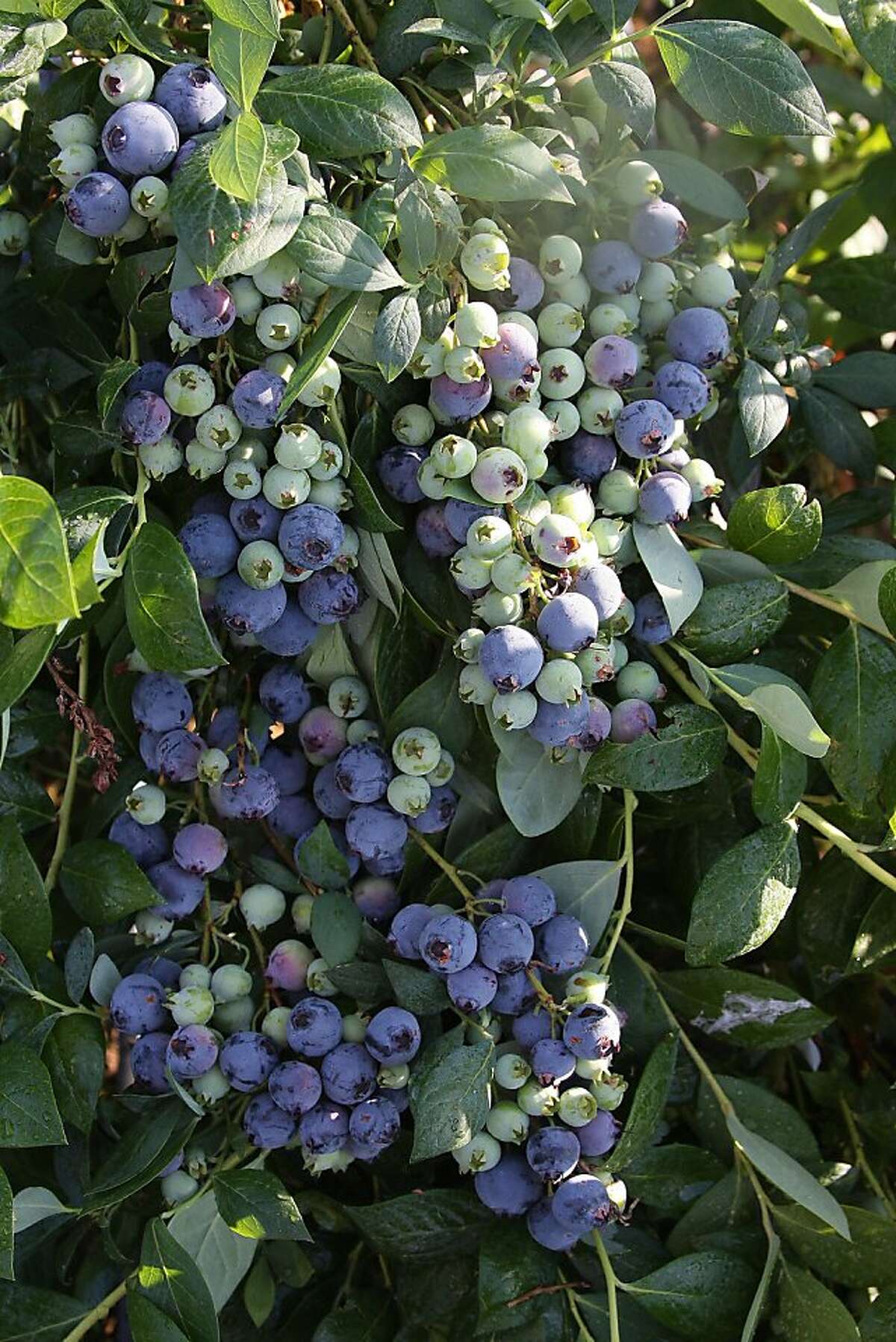 Blueberry varieties that thrive in Bay Area