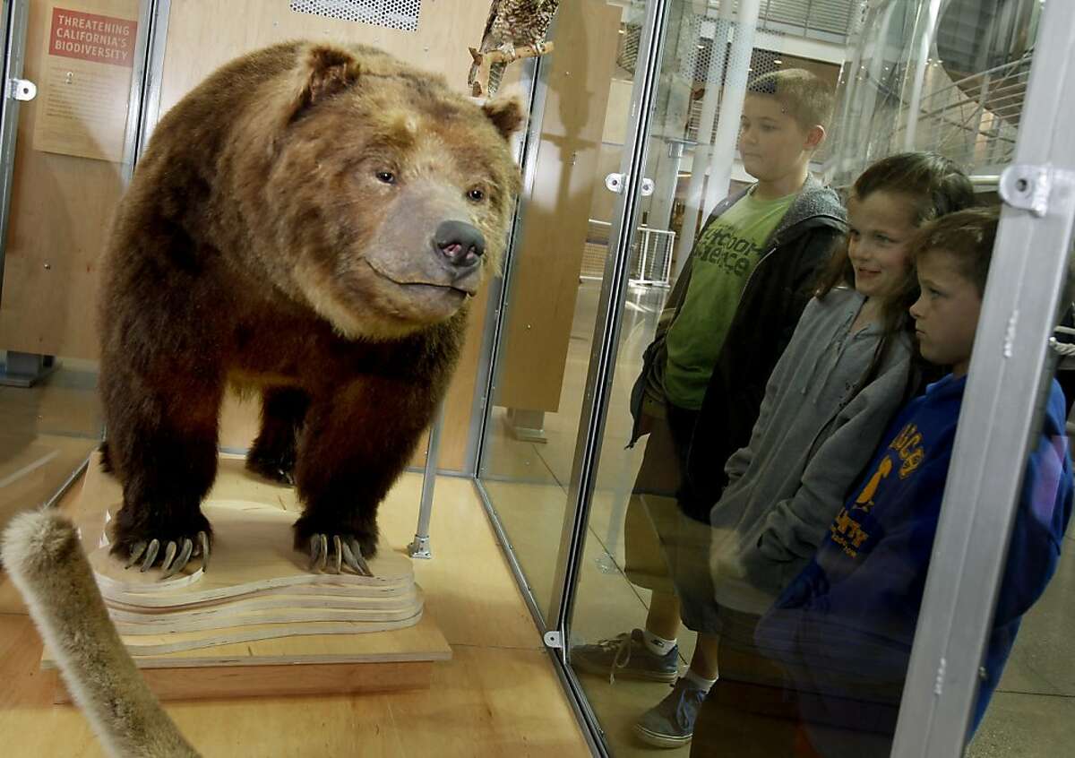 A group of young visitors get their first look at Monarch Thursday April 28, 2011. The last California grizzly bear, who is named Monarch, is stuffed and on display at the California Academy of Sciences in San Francisco, Calif. Monarch died in 1911, having lived out his life in San Francisco. He is the famous grizzly bear on the state flag.