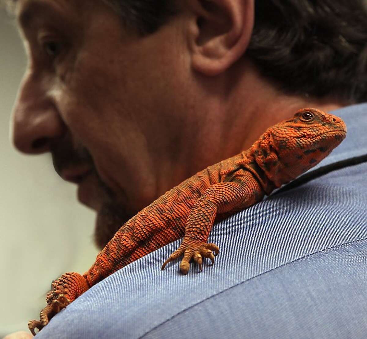 'Slither' exhibit shows magic of snakes, lizards