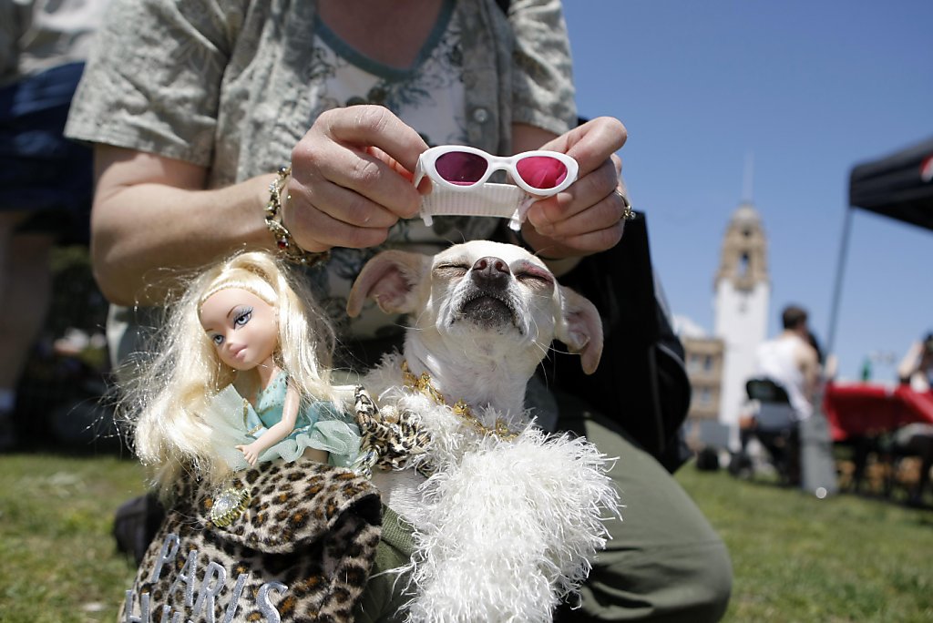 Chihuahuas get their day in the sun SFGate