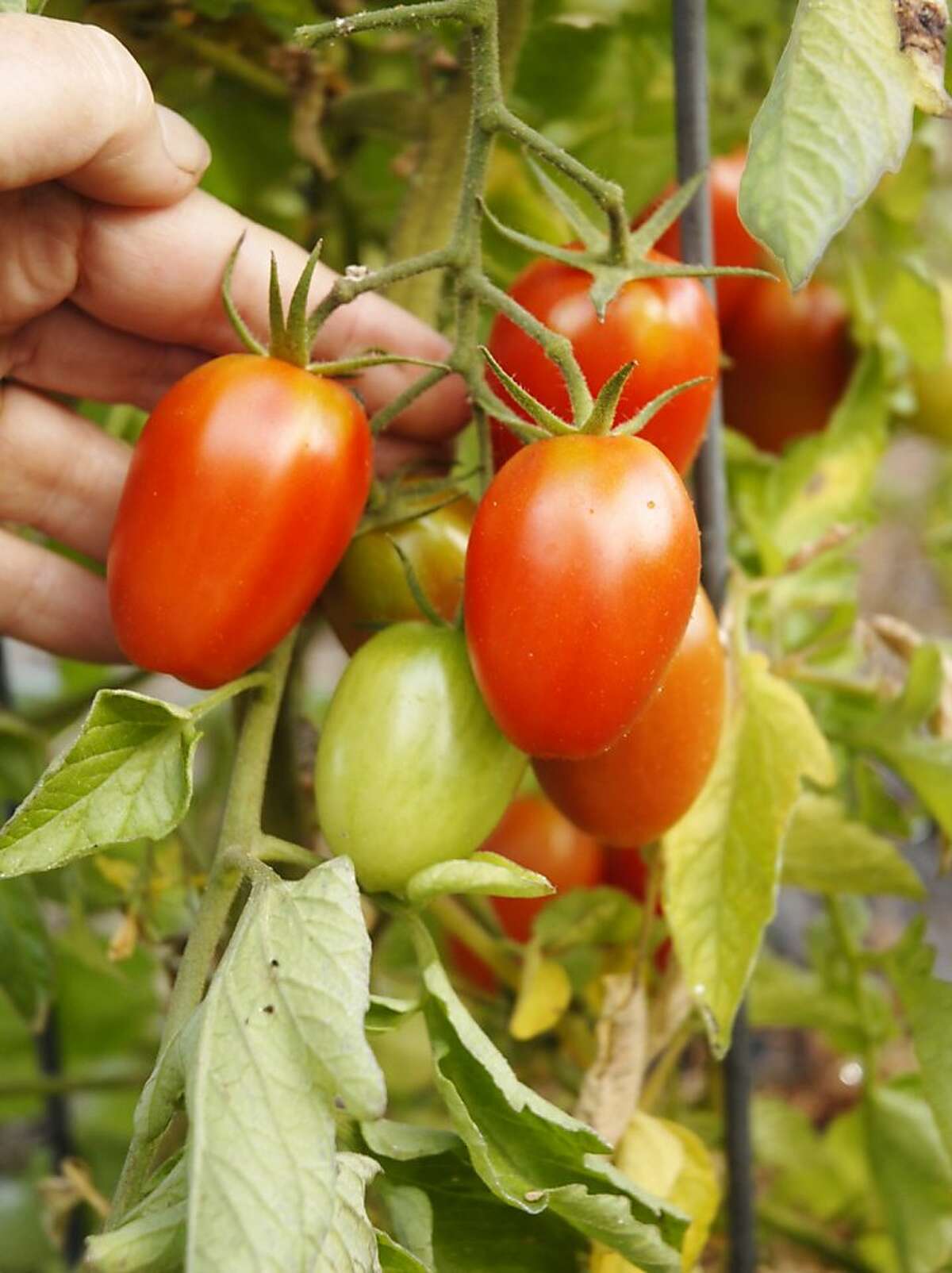 'Juliet' variety tomato shows fairly high resistance to tomato late blight and bears a heavy crop of small "plum" shaped fruits.
