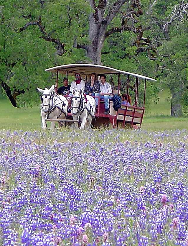 11 Roses Ranch Lake County: Wildflowers by wagon
